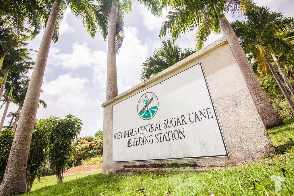 West Indies Central Sugar Cane Breeding Station