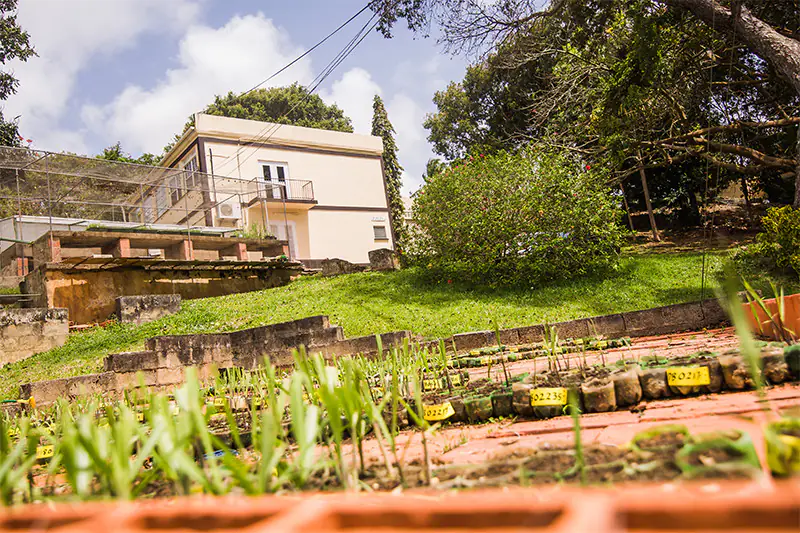 Seedlings at the Station